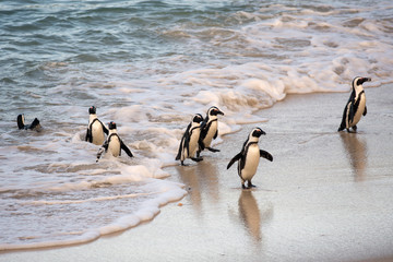 Fototapeta premium Afrykańskie pingwiny na brzegu