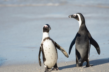 Two African penguins on the beach