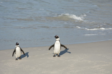 Fototapeta premium Two African penguins on the beach