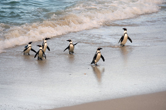 African penguins on the shore