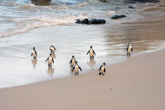 African penguins on the shore