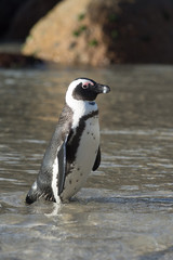 African penguin on the beach