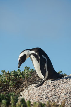 African penguin and blue sky