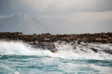 Seal Island in False Bay, South Africa