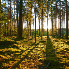 Naklejka premium Sunrise in pine forest