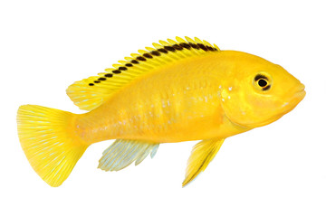Obraz premium Electric yellow cichlid Labidochromis caeruleus Malawi Aquarium Fish 