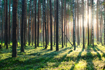 Sunrise in pine forest - 89983713