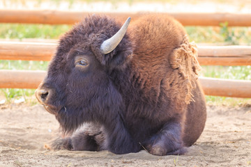 Buffalo on-site zoo