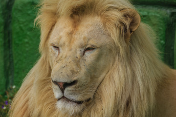 Head of White lion