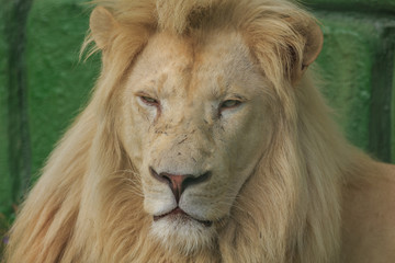 Head of White lion