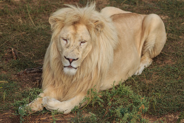 White lion lies on-site zoo
