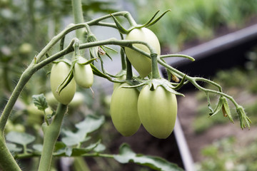 a lot of green tomatoes on a branch