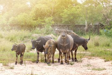 Fototapeta premium The Buffalo
