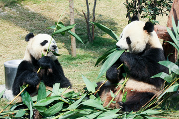 Fototapeta na wymiar Two pandas eating bamboo
