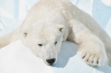 Obraz na płótnie Canvas Белый медведь лежит.