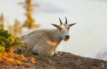 Mountain goat