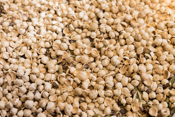 Shell nuts