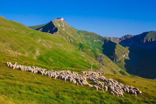 Gregge di pecore al pascolo in alta montagna