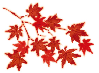 紅葉