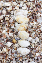 Close up line of shells