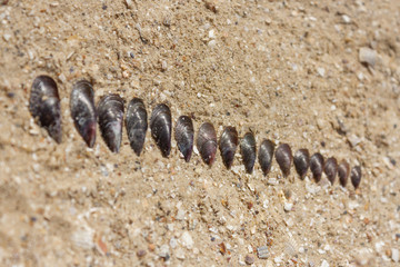 Close up line of shells