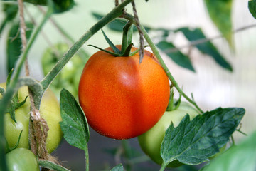 Tomatoes on a branch in the greenhouse
