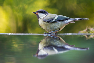 Obraz premium Great tit near the water