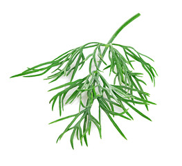 dill isolated on white background