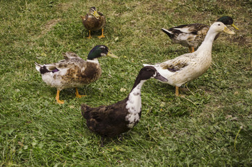 Multicolored ducks graze in the meadow among the the juicy grass
