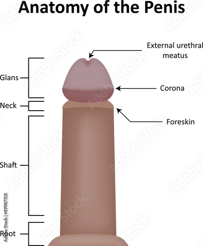 the external parts of a penis Australia escort service