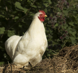 Chickens 