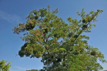 Vischio parassita di un albero di acacia - Francia