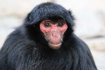 Guyane - Zoo - Août 2015