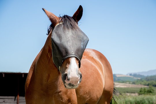 Hose with Fly Screen on Face