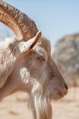 Fototapeta premium Side Portrait of Saanen Goat