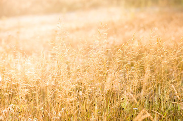 Beautiful yellow grass