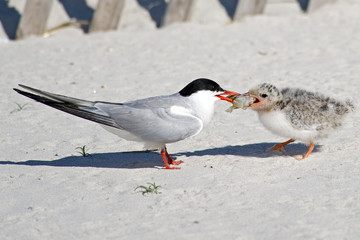 A Common Tern Parent Feeding a Chick