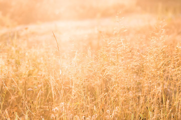 Fototapeta premium Beautiful yellow grass
