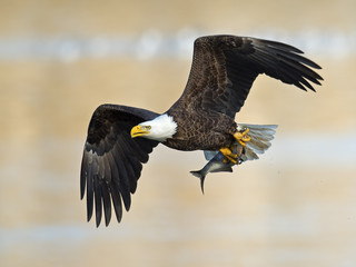 American Bald Eagle in Flight with Fish