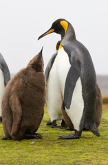 King Penguin chick reaching to parent for food.