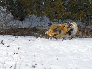 Red Fox Fighting in Snow
