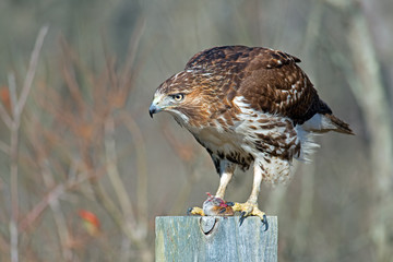 Red-tailed Hawk Eating it's Prey