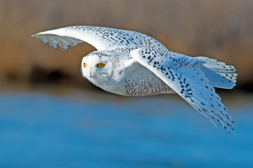 Snowy Owl in Flight over Blue Water © Brian E Kushner