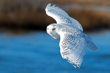 Fototapeta na wymiar Snowy Owl in Flight over Blue Water
