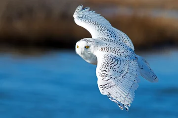 Aluminium Prints Owl Snowy Owl in Flight over Blue Water