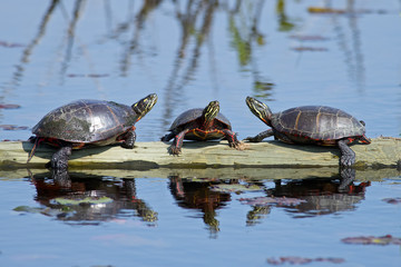 A Group of Painted Turtles resting on a floating Log.
