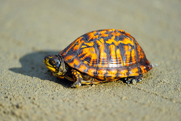 Box Turtle on a Dirt Road