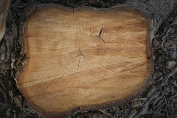 Naklejka premium Tree stump close-up