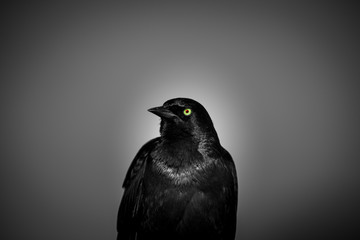 Black and white image of a blackbird with green and red colored eyes.