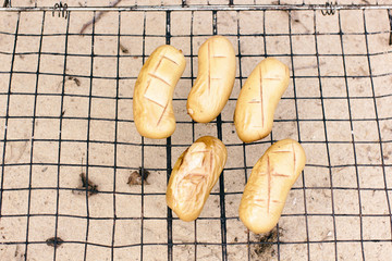wieners grilling. hot wieners on the grill grate
